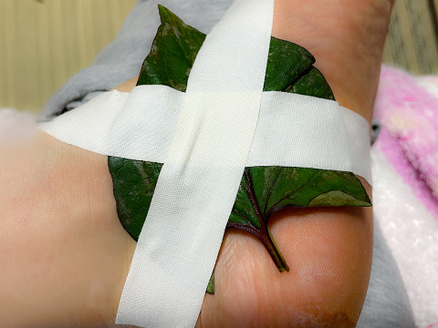 【当日採取でお届け】天然 自然栽培 ドクダミの葉っぱ ネコポスでお届け