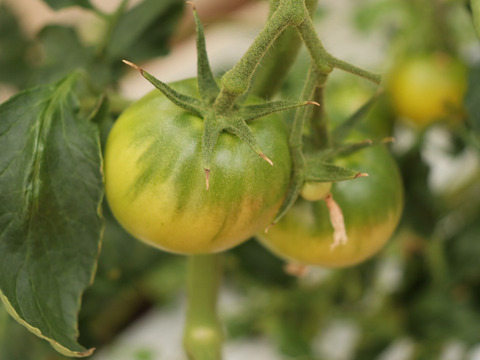 【ご褒美トマト】糖度8度以上フルーツトマト2Kg　｜高知県香南市産｜贈答品