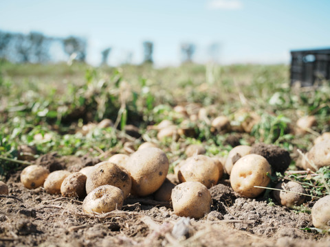【ホクホク系・じゃがバター最高！】じゃがいもキタアカリ 5㎏