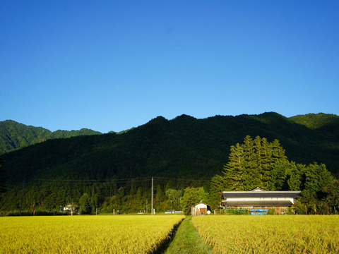 北アルプス山麓　自然栽培米　天日干し　朝日　白米3㎏