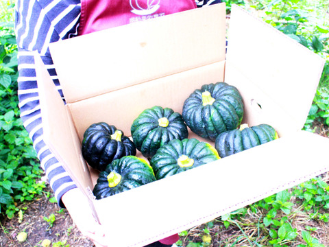 6月末～7月上旬予約 しっとり！桃のそばで美味しい！桃小菊かぼちゃ！5-6個入3900g程度