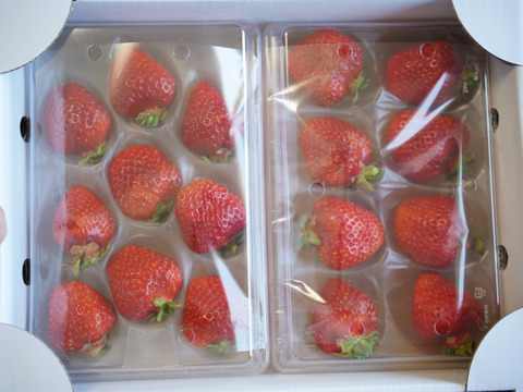 【販売開始】「あまひめ」香り広がるジューシーいちご！ 朝どれ産地直送！信州産