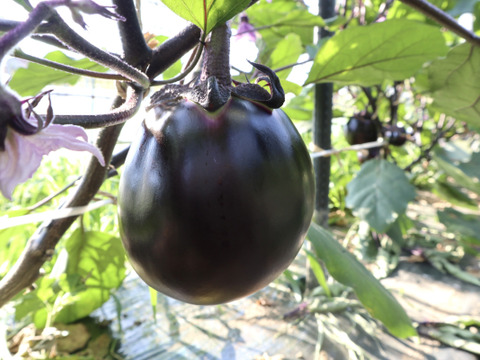 京伝統野菜『賀茂なす』３個