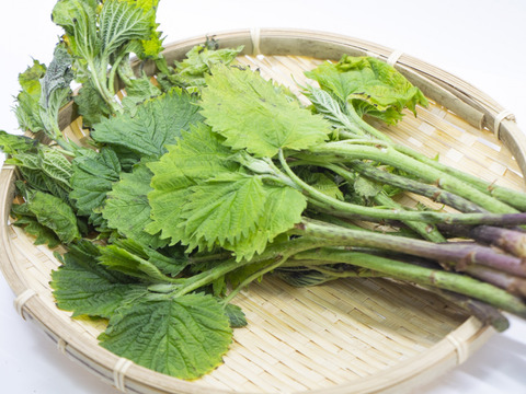 天然山菜 「あいこ500ｇ」くせのないみずみずしい山菜 おひたし、胡麻和え、お味噌汁等に最適