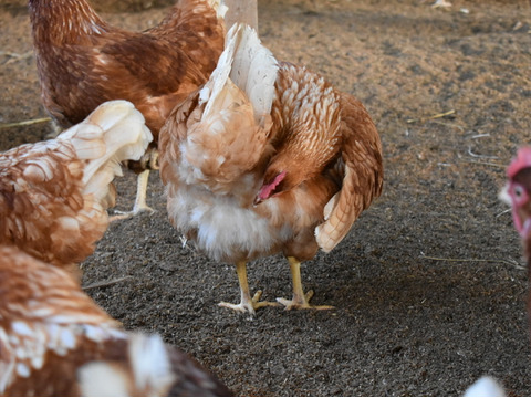 京都奥丹波、純国産鶏の平飼い卵24個　非遺伝子組み換え飼料