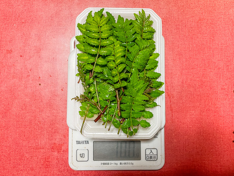 【当日採取でお届け】天然物 山椒の木の芽 若芽 20g 山菜 宮城県西根の森