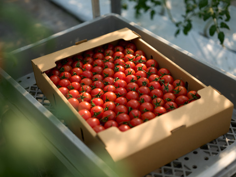 【リピート率97％！】離島育ちの甘いミディトマト『あま壱岐』4kg　アイメック農法と豊かな自然で育まれた自慢のトマトをぜひお試しください！地元スーパーの大人気商品です