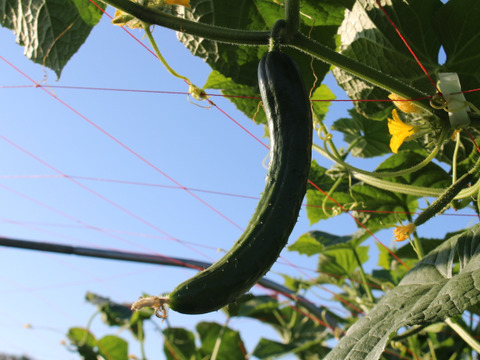 朝採り新鮮：A級品『きゅうり』2㎏（約20本）