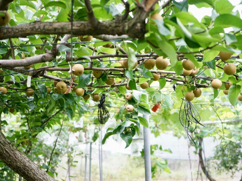 ※今季ラスト※　スッキリとした甘さ！大人気の幸水梨　3㎏
