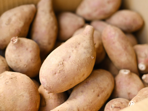 《昨季リピート多数》こばさんちの安納芋３０KG  五島産 自然農業での栽培