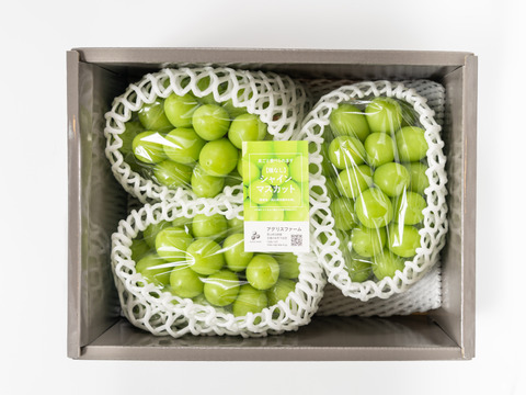 贈答用】 岡山県産シャインマスカット 3房 予約販売！9月中旬より順次