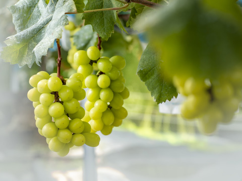 ☆ご家庭用☆　シャインマスカット4㎏【8～16房】