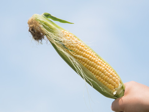 【夏ギフト】【朝採り】甘さ爆発！弾けるとうもろこし　黄色のみ12本 『Re.FOODS The Morokoshi』