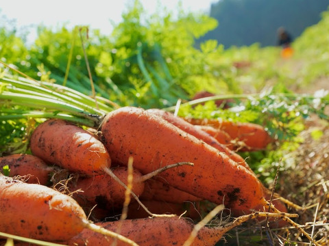 使い切りサイズ！小さめ有機人参1kg入り