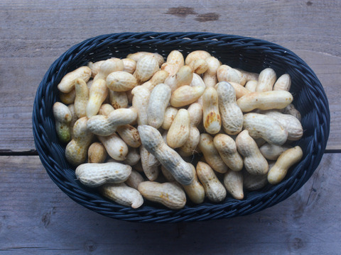 【今が旬】千葉県産おおまさり！農薬不使用（1kg）