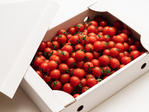 プチッと溢れる旨味🍅特別栽培「プレ宮トマト」2㎏