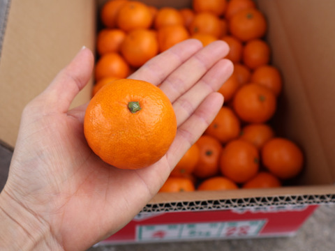 【冬ギフト】農家直送！有田みかん7.5kg≪2Sサイズ（小玉）秀品≫【平武農園】～蛍飛ぶ町から旬の便り～　和歌山｜有田｜田口｜ギフト｜こだわり　産地直送　お取り寄せ