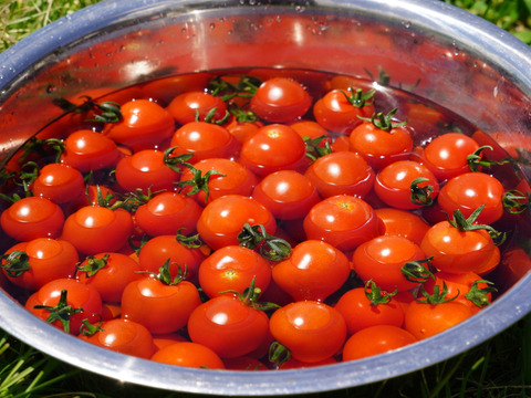 【高原育ちのフルーツミニトマト】サマー千果 2kg｜糖度8.3以上／八ヶ岳の恵み