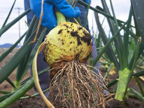 【野菜ソムリエサミット金賞🏆】淡路島新玉ねぎ5kg