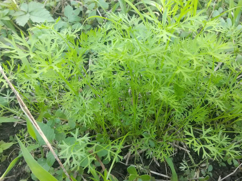 【自然栽培】今しかない！やわらかにんじん間引き菜1kg