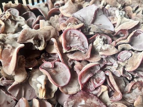 【ラーメンのトッピングに】徳島県産乾燥きくらげスライス25g×4