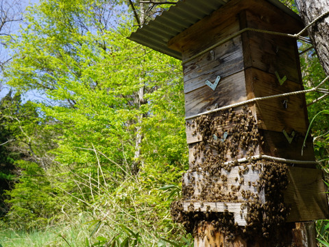 貴重！日本ミツバチの蜂蜜100g×2個【無添加非加熱】