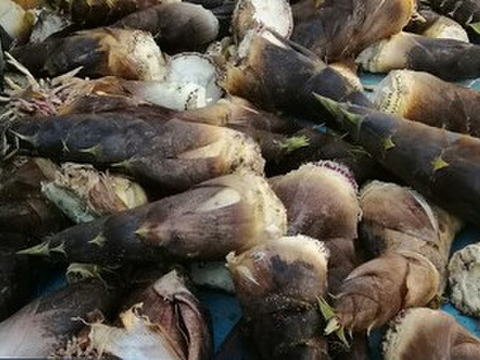 おうちで作れるタケノコの水煮体験セット(作り方説明書、タケノコ(３㎏以上)５～９本、あく抜き用米糠(こめぬか)・トウガラシも農薬・化学肥料不使用)【熨斗(のし)対応可】