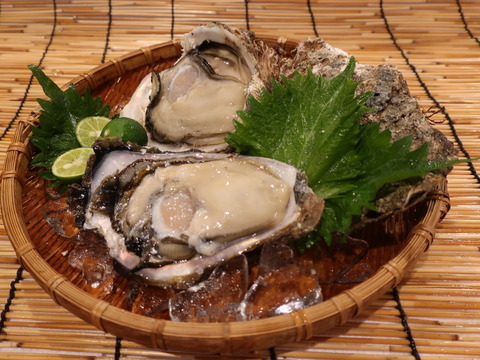 今だけ１個増量 シーズン到来 ぷりっとミルキーな 岩牡蠣 徳島県産 大サイズ8 1個 徳島県産 食べチョク 農家 漁師の産直ネット通販 旬の食材を生産者直送