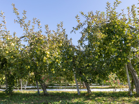 【りんご：王林】癒やしの香り豊かな時間 青りんご 12～6個程度（3kg程度）