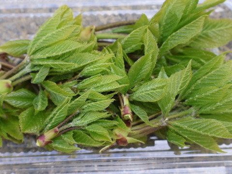 【天然です。芽が出てきました。】岡山県新見市産　コシアブラ　300g