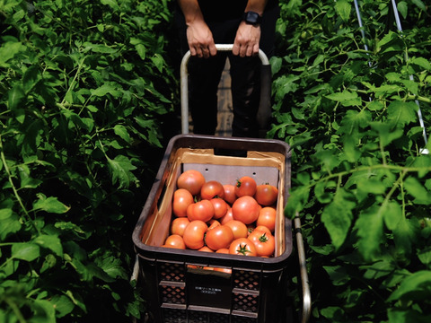 山の恵みがつくる大玉トマト 4kg箱詰め(20～28玉)