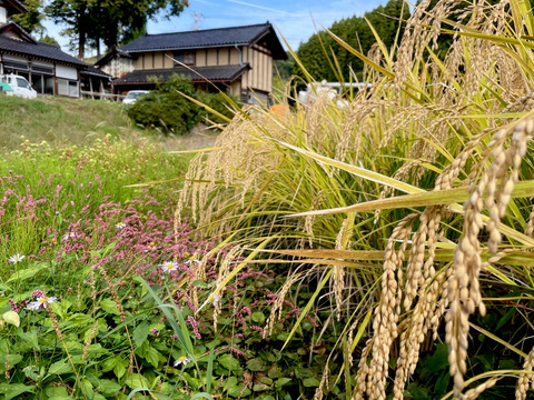【2025年度産】［玄米］自然栽培コシヒカリ2kg（富山県氷見産）
