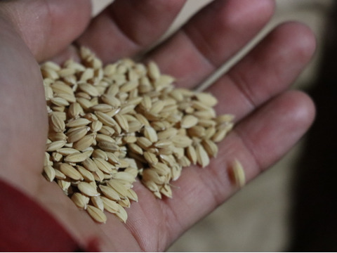 【新米予約】令和8年産 魚沼産コシヒカリ 特別栽培米 精米 10kg【当地比農薬5割減栽培】