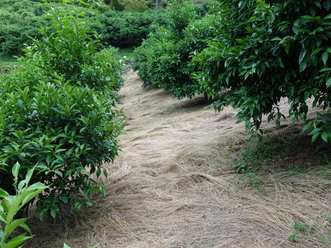 有機JAS 青ゆず１.５キロ -2025年産-