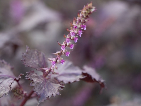 【栽培期間中　農薬不使用】見て美しく、食べて健やか。香り豊かな赤紫蘇の花（60サイズの箱にはいるだけ！）