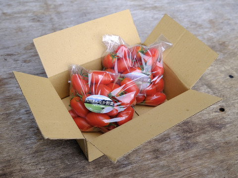 肉厚でジューシー！山の恵みがつくるアイコミニトマト (1kg)