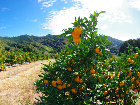 日下農園【早生みかん】サイズ混合10㎏