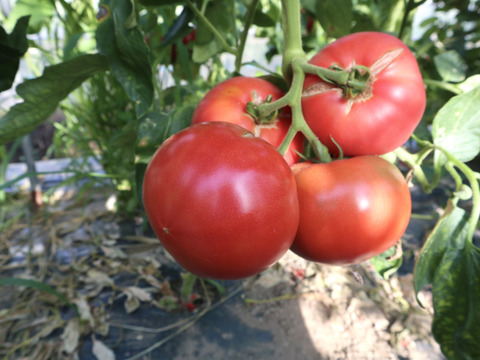 夏野菜セット（３〜５品目）