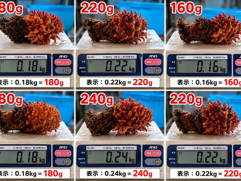 濃厚な旨み！小さめ天然ホヤ 約3kg(約12～30個)※7月〜9月まで