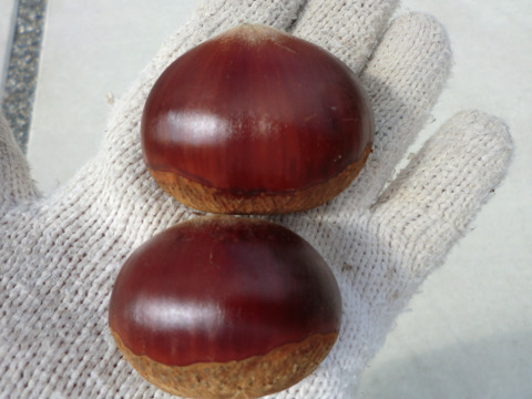 【特大粒サイズ岸根栗 甘い熟成むき栗 】ねっとり甘い岸根栗をもっと甘くする氷温熟成むき栗　岸根 真空パック冷凍　むき栗1パック300g入り