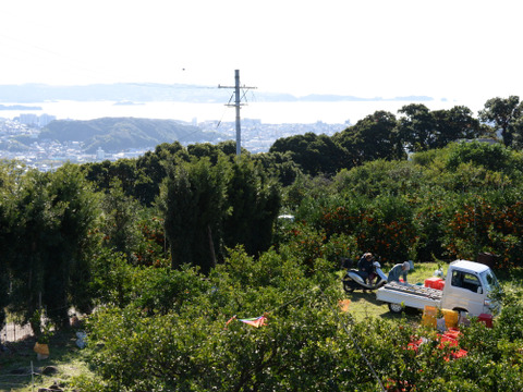 和歌山にしかない品種　一番みかん　5kg　約43個～