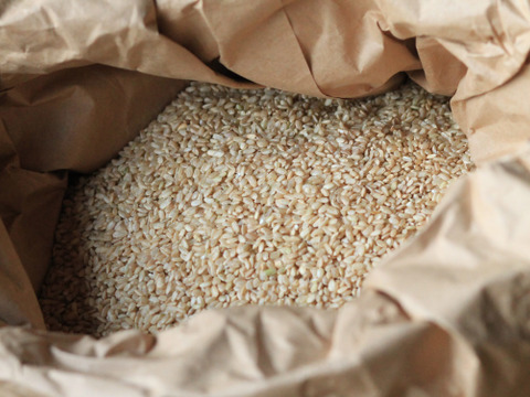 【R5年産/新米】海辺で育てたミネラルたっぷりコシヒカリ玄米【栽培期間中の除草剤、農薬、化学肥料不使用】10kg