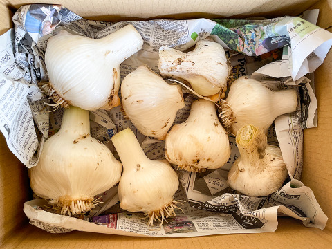 【スタミナ満点！】宮城県産 自然栽培物 ジャンボにんにく約1kg