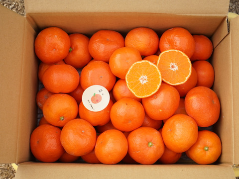 コクのある甘さ！　山下紅　（ご家庭用５㎏）