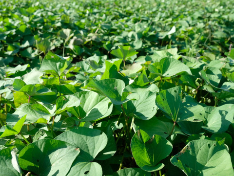 農薬不使用だから安心！愛知県産さつまいも（紅はるか）2L−4Lサイズ　5kg　【一般お客様向け残り10kg（2箱）！】
※その他法人さま向け※食べチョクアワード副賞用として3箱は受注済みです。
