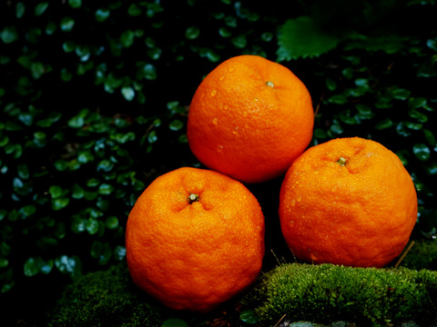 【香り豊かな甘ぷり】ポンカン　5kg　愛媛県産ポンカン