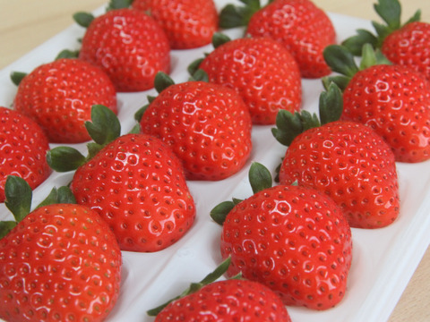 【ご予約商品】【ギフト可】完熟いちご化粧箱入り【24粒～33粒】