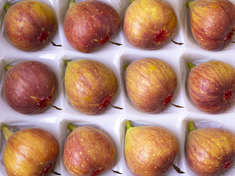 【数量限定】産地直送‼ ブランド無花果 とよみつひめ  12個入り 2セット