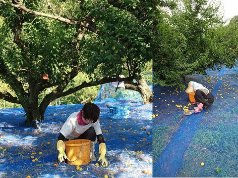 大粒の南高梅を冷凍し風味そのままお届け！！（１ｋｇ×4袋入）