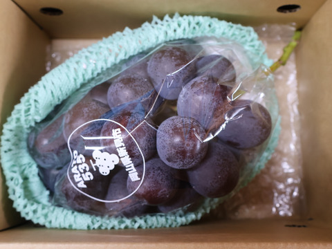 【事前予約9月以降発送】岡山県新見市産　標高の高い畑で作った大粒！味の濃い！ニューピオーネ　１房　800g以上